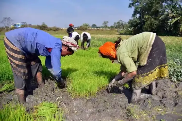 India's kharif sowing declines 6.04% year-on-year till July 17; pulses acreage drops over 15%: Govt data