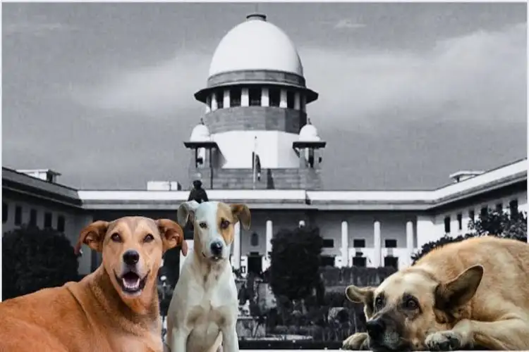 Delhi HC initiates suo motu PIL to monitor implementation of SC's stray dog directions; seeks status report from Delhi govt, MCD