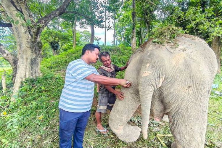 An elephant that was swept away from the Nagaland hills and reached Assam due to floods has been rescued.