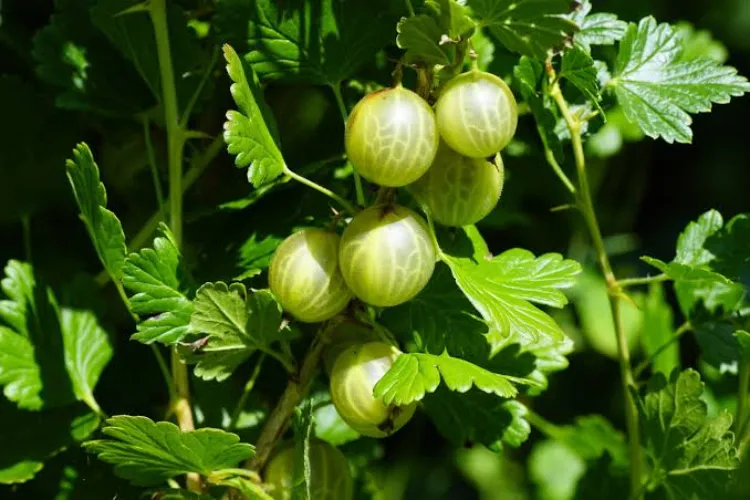 Why is Amla a treasure trove of health? Discover its benefits.