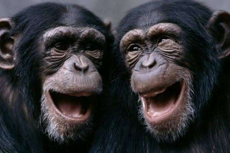 Did laughter teach humans how to speak? Research reveals important clues to the evolution of language.