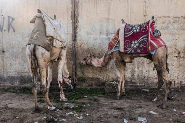 Malvi camel on the verge of extinction, scientific campaign launched to save it