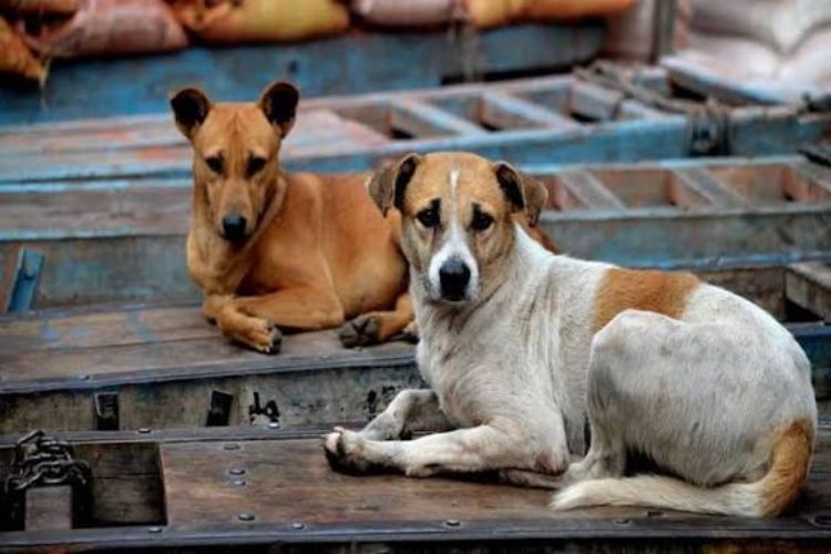 SC dismisses plea on prevention of cruelty to dogs in animal birth control centres