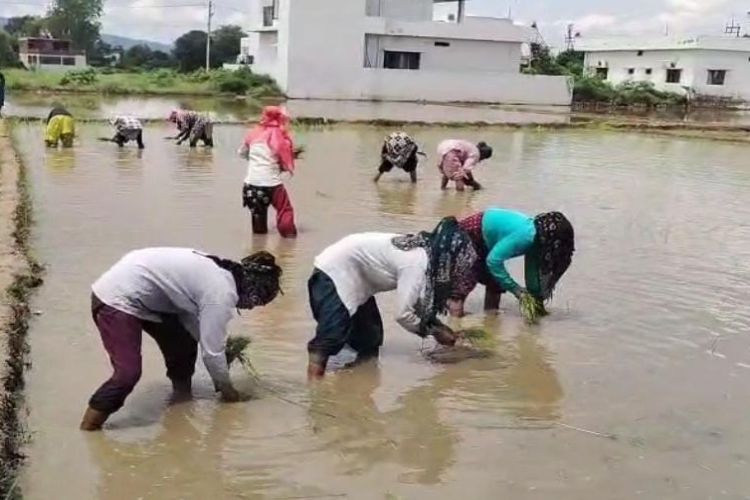 Efforts begin to revive 'Doon Basmati', with 160 farmers planting it in Dehradun district.