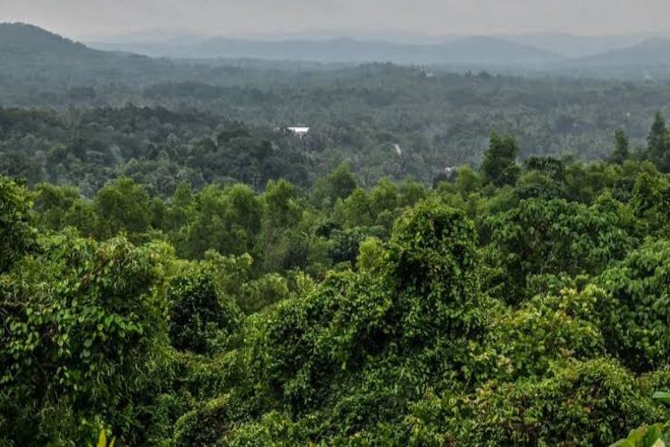 1.05 lakh hectares of forest land was used for other purposes in the last 5 years: Government
