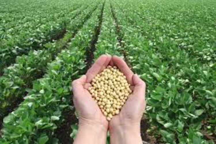 India-US joint project to increase soybean yield receives NSF funding