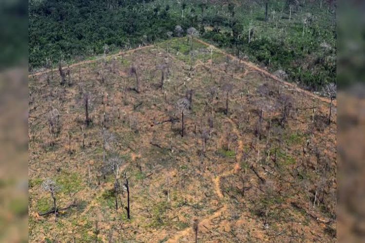 1.05 lakh hectares of forest land was used for other purposes in the last 5 years: Government