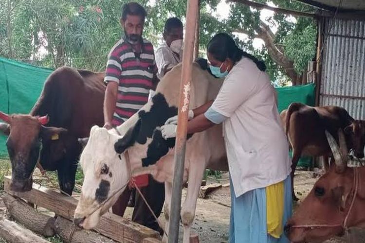 12,000 animals vaccinated against anthrax in Hamirpur