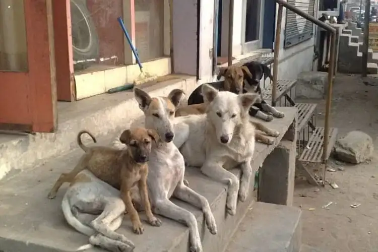 Delhi HC asks MCD to organise ward-wise sterilisation camps for stray dogs; seeks pilot implementation report