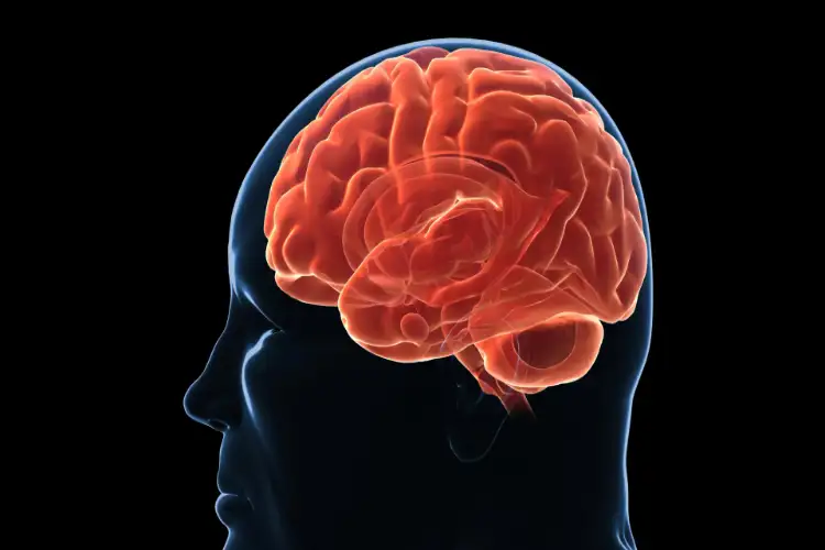 Weight regain after dieting may be driven by brain biology, research finds
