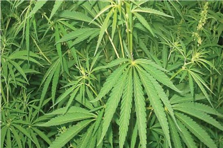 Nepal's Gandaki Province legalizes the cultivation and use of cannabis for medicinal purposes.