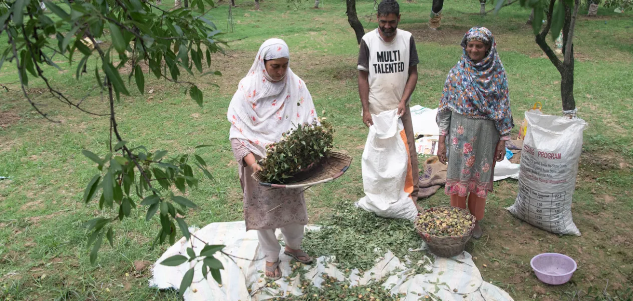 Bumper almond crop in Parigam, Kashmir, farmers happy