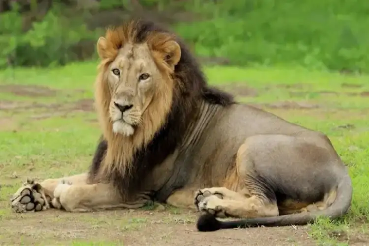 India's Asiatic lion population rises from 523 to 891: Bhupender Yadav