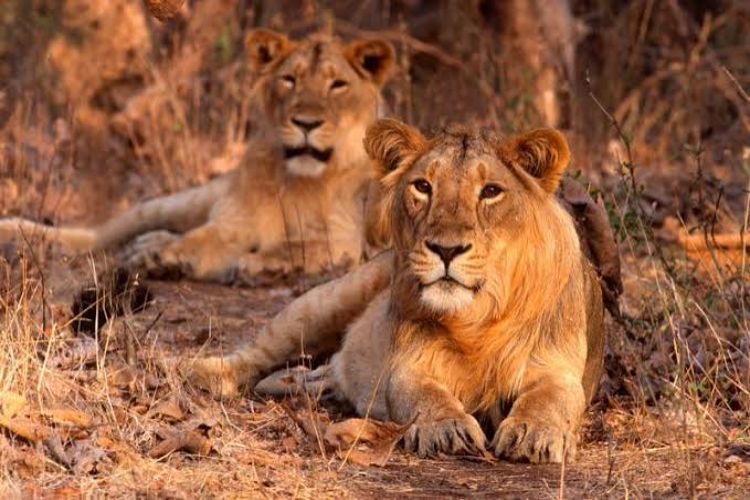 The number of Asiatic lions has increased from 523 to 891 in a decade: Bhupendra Yadav