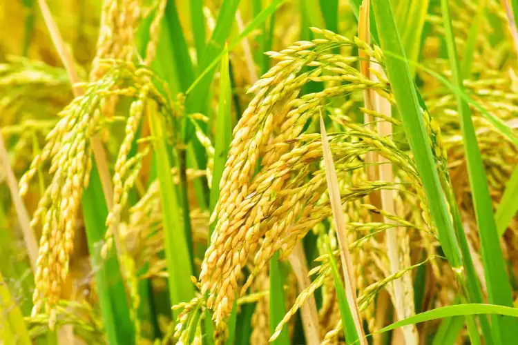 BIRC 2026 to showcase 200 rice varieties, 50 global cuisines across nine experience zones