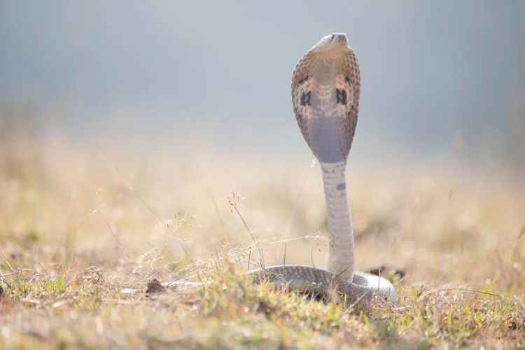 Snakebite declared a notified disease in Maharashtra, making reporting of cases mandatory
