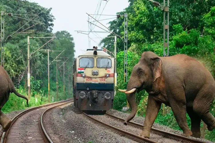 Assam: Rajdhani Express halted in Hojai to allow safe crossing of elephant herd through railway track