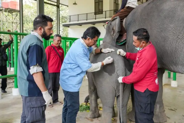 Indonesia and Vantara launch major wildlife health and conservation partnership