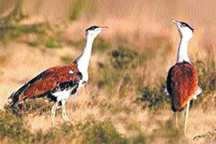 16 critical areas identified in the Deccan for conservation of the 'Son Chiriya'