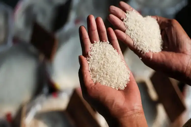 Overseas rice buyers look directly to India amid sourcing reassessment: BIRC survey