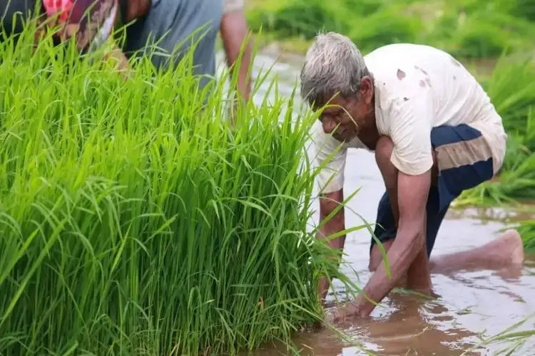 Kharif sowing area down 17.69 lakh hectares from last year as rice coverage falls: MoAFW