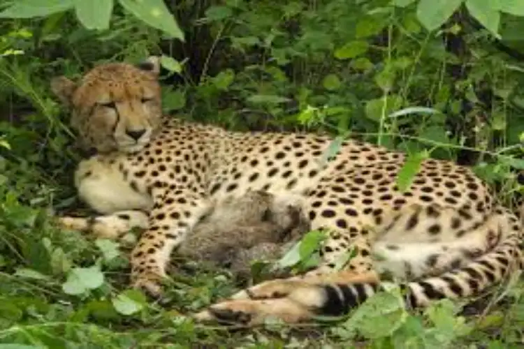 Indian born Cheetah KGP12 gives birth to four cubs in Kuno