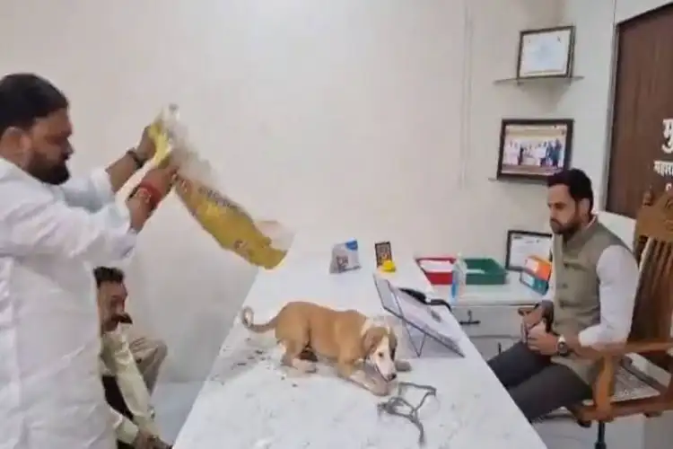 Maharashtra: Puppies dumped on civic officer's desk in protest over stray dog menace in Nashik; official demands action