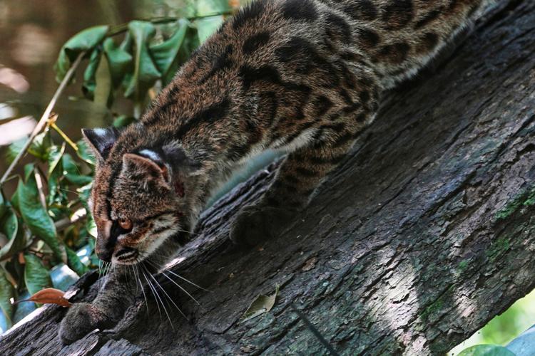 Tiny wild cat identified as a new species in Bolivia has become a tourist attraction.