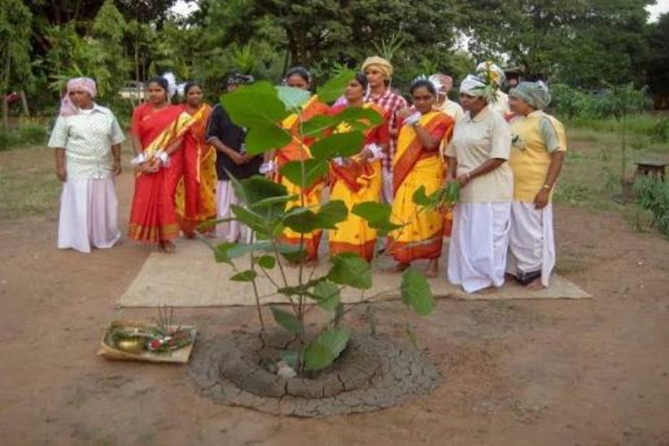 the branch of a tree worshiped during Karam festival in Jharkhand.