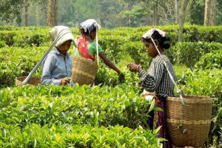 20% Durga Puja bonus announced for ATCL tea garden workers in Assam