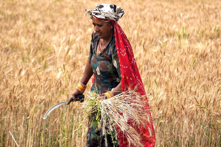 Decision to increase wheat MSP by Rs 25 to Rs 2,610 per quintal for Rabi season 2027-28