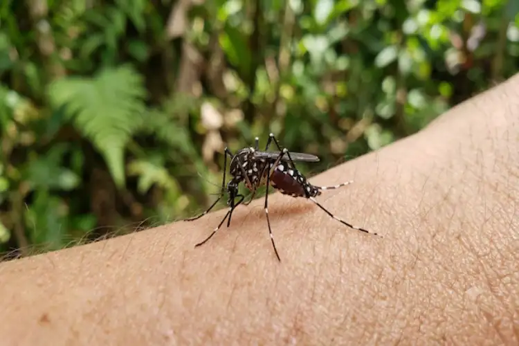 Dengue cases rise in Chennai, 1,290 people affected in September: Tamil Nadu Health Department