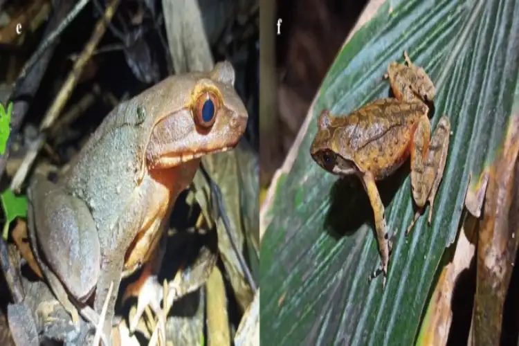 Darjeeling's Himalayan frog population genetically isolated, faces hunting pressure: Study