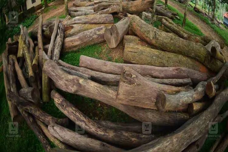 The Kerala government may expand the scope of the investigation into the 2021 tree felling case in Muttil.