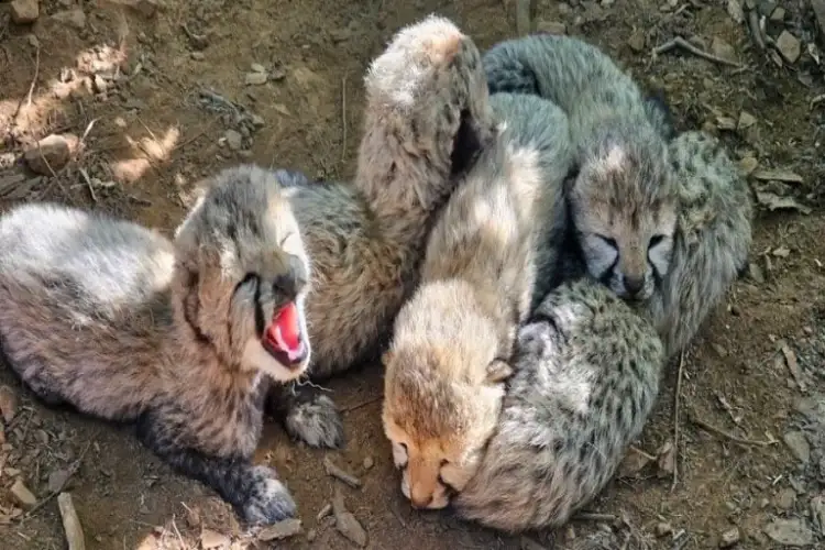 MP: Indian-born Cheetah gives birth to five cubs at Kuno, total population reaches 60