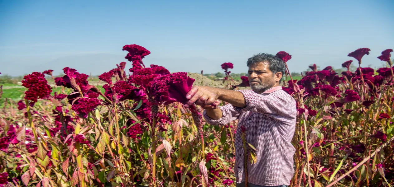Mawal Flower: The centuries-old secret behind the red hue of Kashmiri Wazwan.