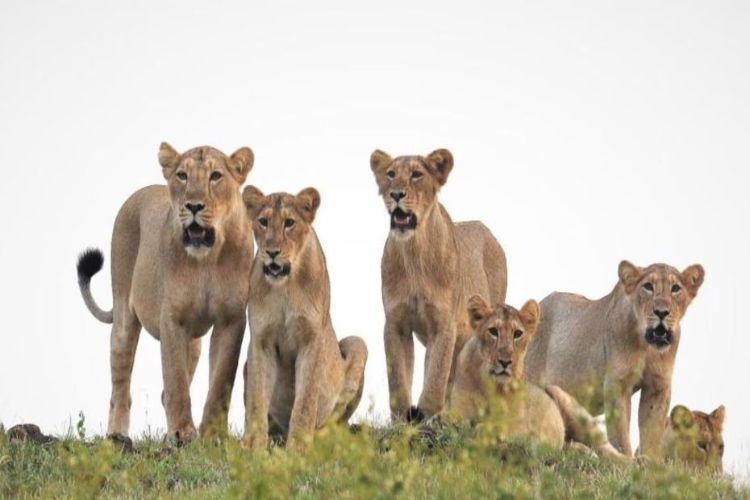 Two lionesses and a cub fell into a well in separate incidents in Gujarat.