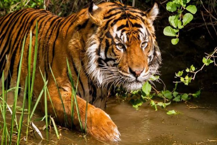 Nameri Tiger Reserve in Assam receives global recognition for tiger conservation Show alternatives