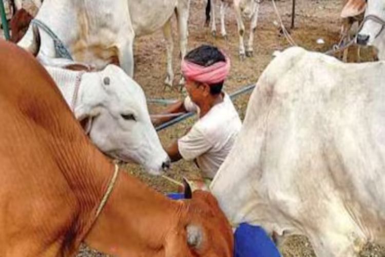Cattle are dying of hunger and thirst in western Rajasthan: Ashok Gehlot