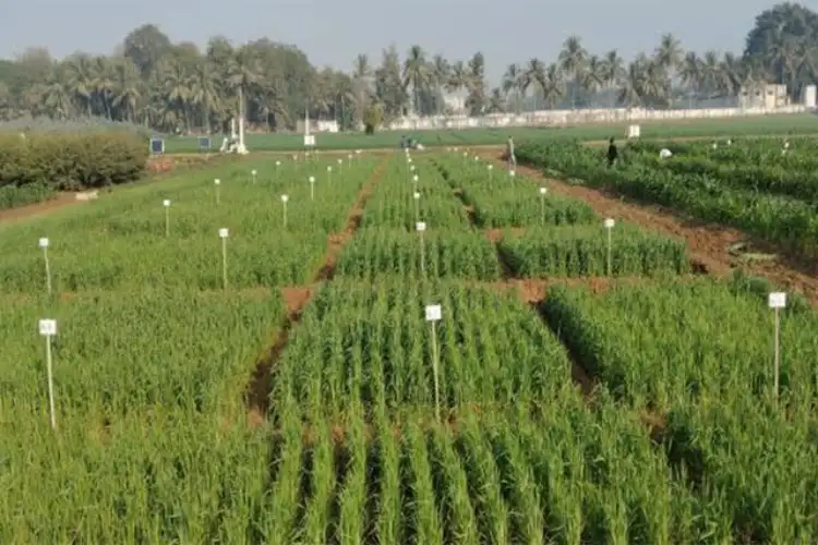 Gujarat State Biotechnology Mission, AAU to sign MoU to establish biomanufacturing facilities for biofertilizers