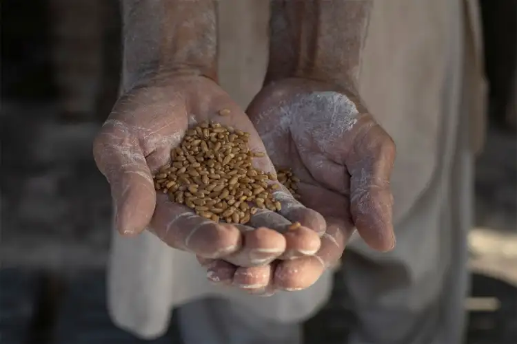 Pakistan’s wheat price surge exposes government’s failure to protect consumers