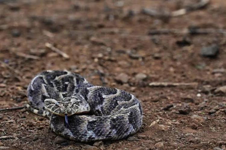 The danger of snake bites is greater than we thought, new study reveals hidden challenges