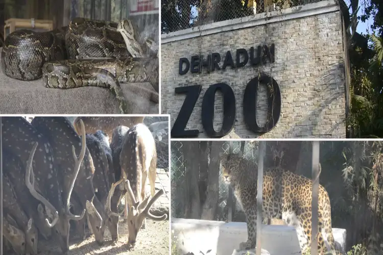 Dehradun Zoo changes diets of animals, birds to protect them from winter chill