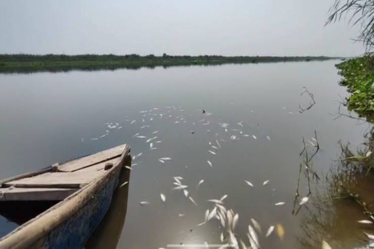 Dead fish found on the banks of Yamuna in Burari, Delhi; cause of death not yet known