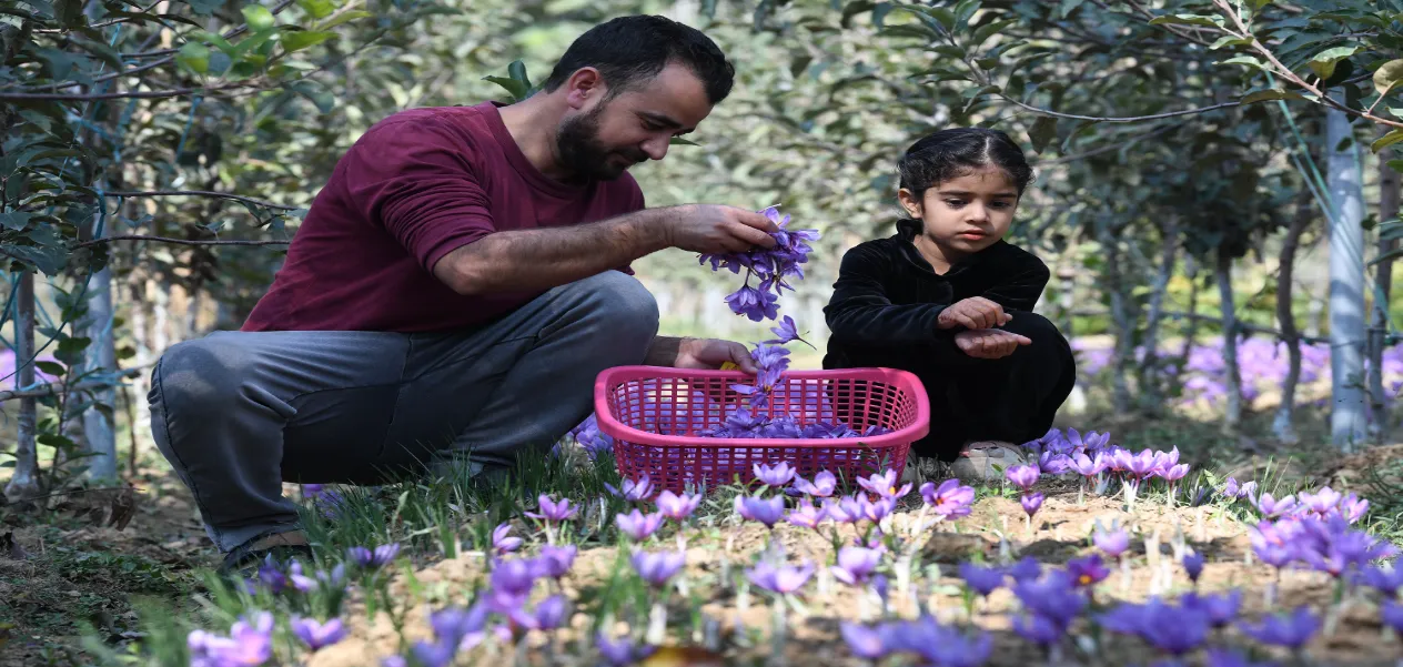 Saffron grown amidst apple orchards in Kashmir—a farmer’s unique experiment