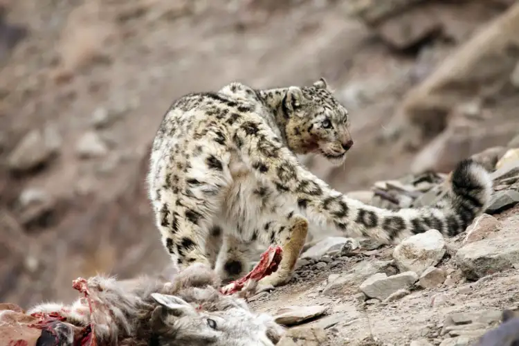 India’s first snow leopard survey records 718 across Himalayas, 477 in Ladakh: Kirti Vardhan Singh