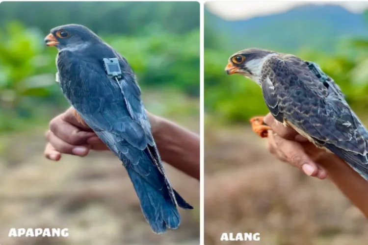 Amur falcons return to Manipur after traveling through 23 countries, covering a journey of thousands of kilometers.