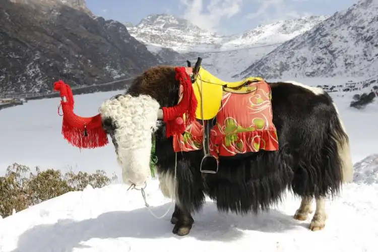 Sikkim’s first Yak Festival begins in Gnathang Valley, 400-500 yaks take part