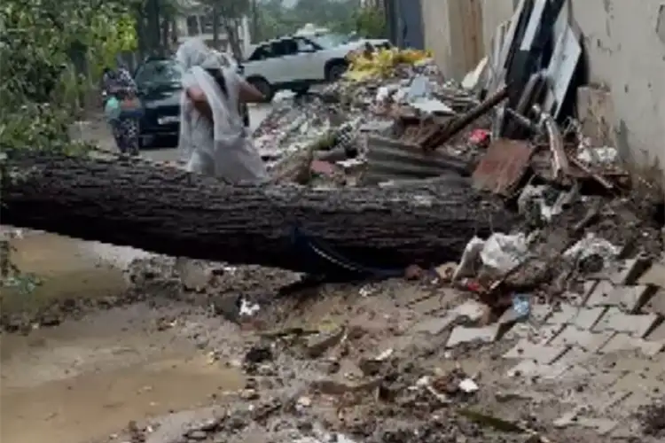 Tree uprooted in Gurugram's Sector 46 after continuous rainfall; power supply disrupted since 9 PM