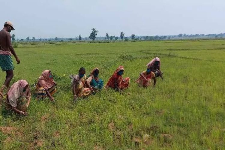 Over 35.38 lakh farmers in Odisha have been released Rs 3,000 crore installment of PM-KISAN scheme.